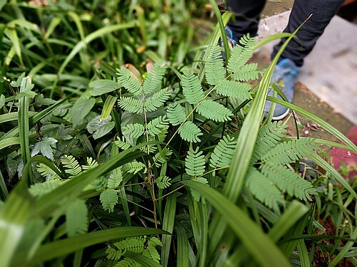 Silktree: Albizia julibrissin , photographed in Central China Normal University, Wuhan, Hubei Province, China