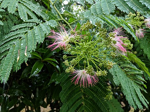 Silktree: Albizia julibrissin , photographed in Central China Normal University, Wuhan, Hubei Province, China