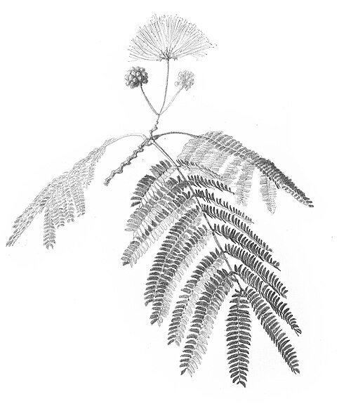 Silktree: Ilustración en grafito de las hojas y flores del árbol Albizzia julibrissin .