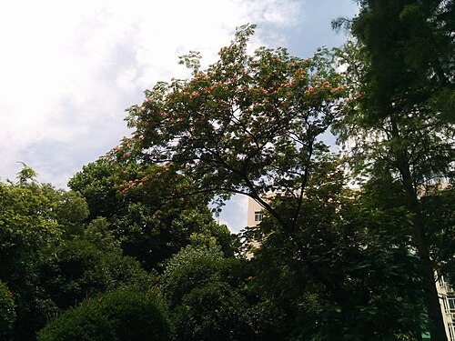 Silktree: Albizia julibrissin , photographed in Central China Normal University, Wuhan, Hubei Province, China