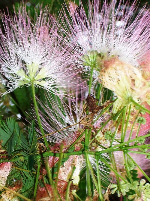 Silktree: Albizia julibrissin , Persian silk tree, pink silk tree, mimosa tree Arnold Arboretum