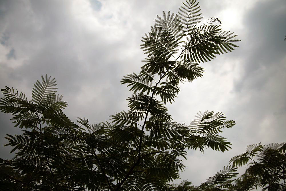 Silktree: Location taken: Behnke Nurseries, Beltsville, MD USA. Names: Albizia odoratissima (L.f.)Benth., Albizia, Black Siris, Ceylon Rosewood, Kala Siri Classification: