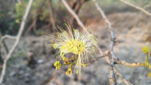Albizzia lebbeck (Albizia lebbeck)