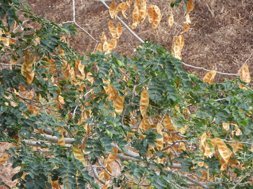 Albizzia lebbeck (Albizia lebbeck)