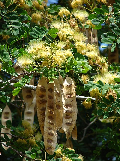 Albizzia lebbeck: Albizia lebbeck (leaves flowers and seedpods). Location: Midway Atoll, Midway Mall Sand Island