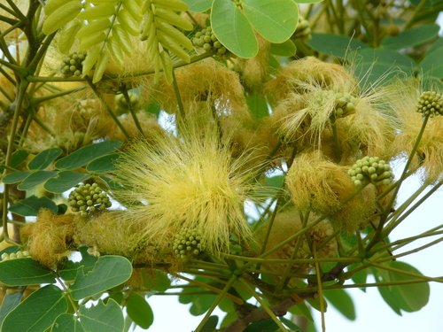 Albizzia lebbeck (Albizia lebbeck)