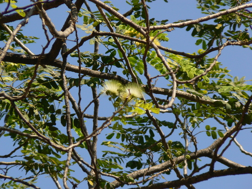 Albizzia lebbeck (Albizia lebbeck)