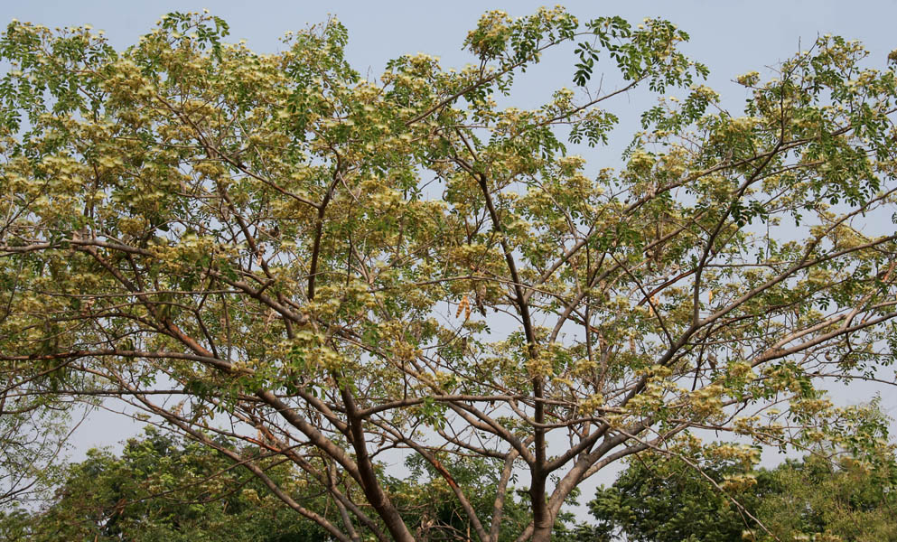 Albizzia lebbeck: Siris, Sirin, Kalshish, Tantia, Lebbek Tree, Frywood, East India Walnut, Koko or Woman's-tongue-tree Albizia lebbeck in Hyderabad , India .