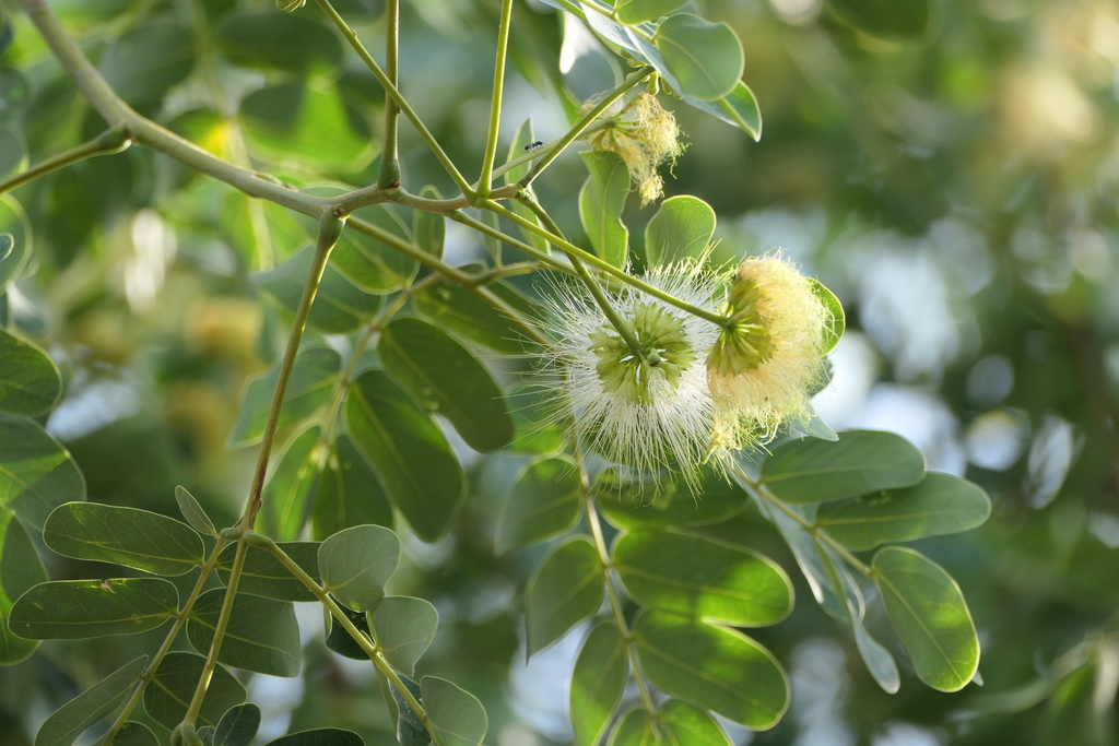 Albizzia lebbeck (Albizia lebbeck)