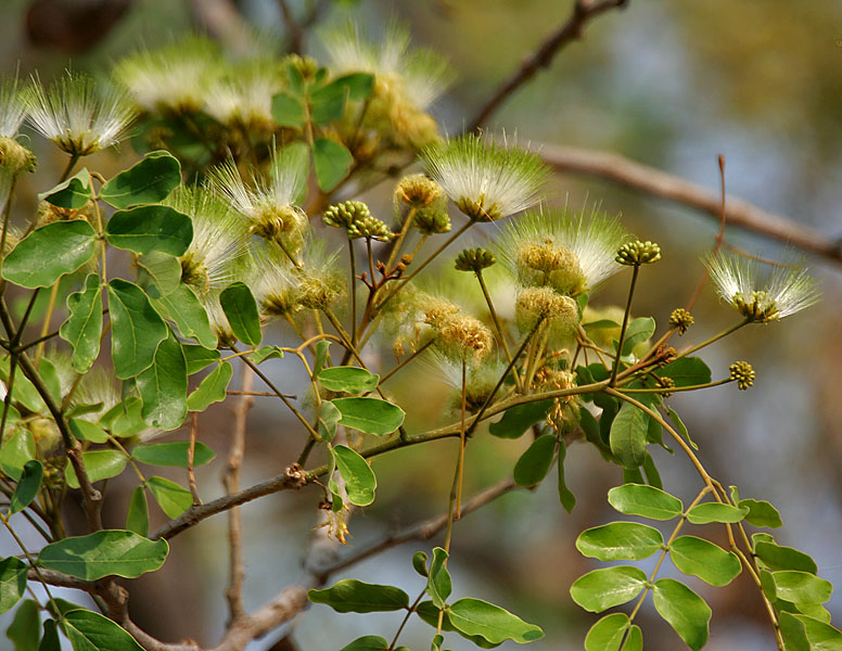 Albizzia lebbeck: Siris, Sirin, Kalshish, Tantia, Lebbek Tree, Frywood, East India Walnut, Koko or Woman's-tongue-tree Albizia lebbeck in Hyderabad , India .
