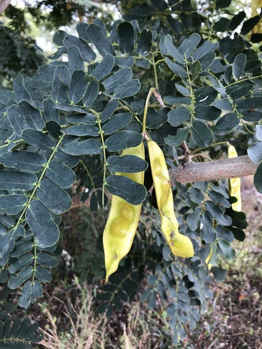 Albizzia lebbeck (Albizia lebbeck)