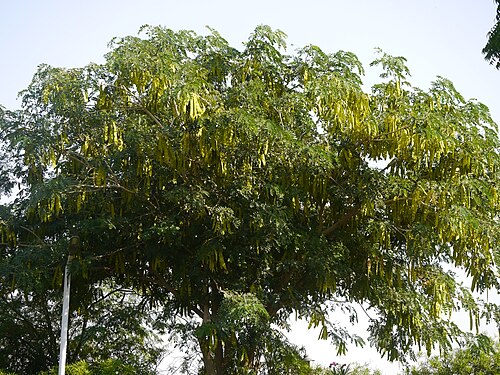 Albizzia lebbeck: Albizia lebbeck (L.) Benth.