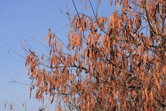 Albizia (Albizia odoratissima)