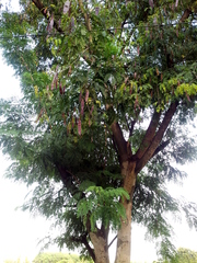 Albizia (Albizia odoratissima)