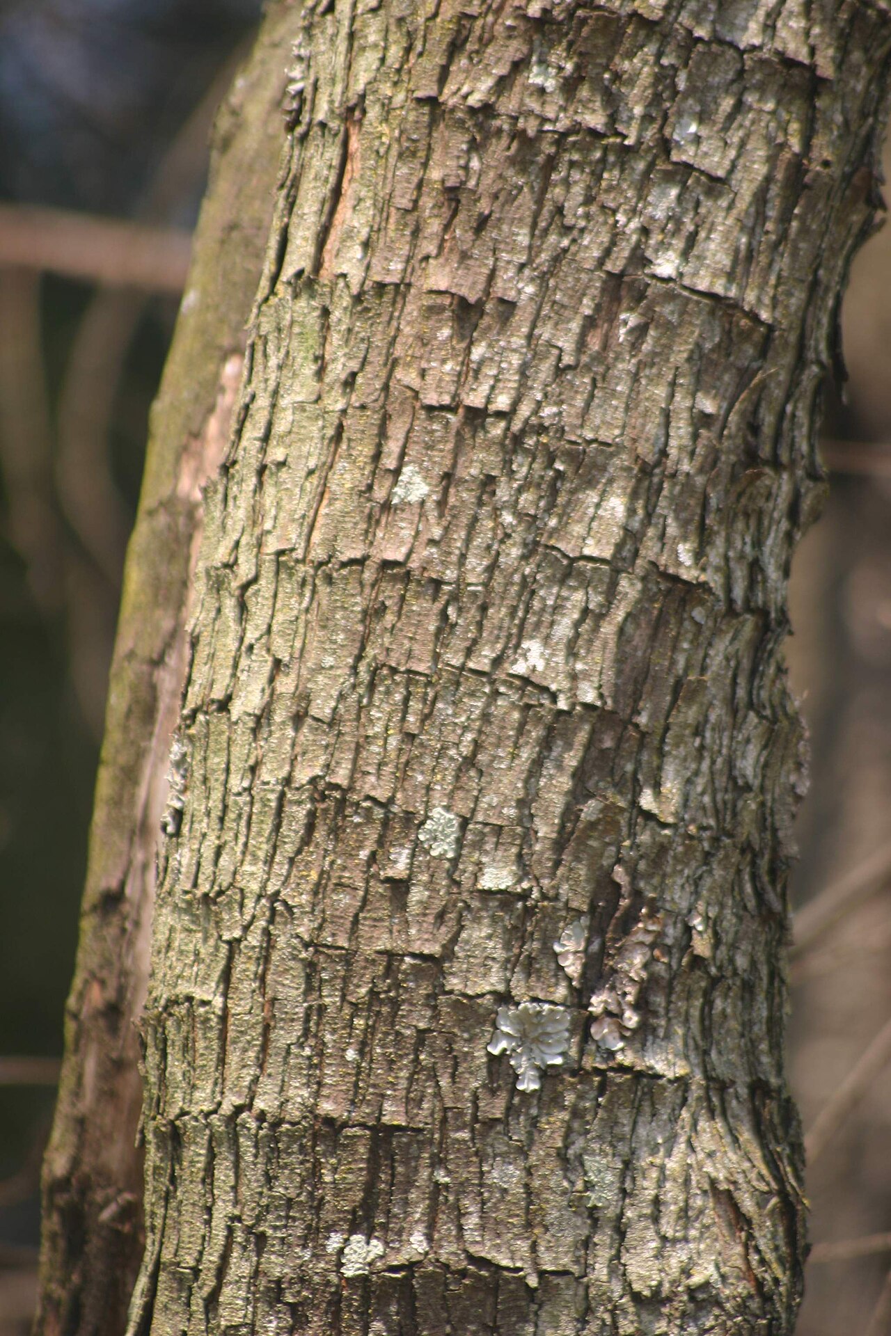 Albizia: Albizia odoratissima, cultivated tree in Johannesburg suburban garden