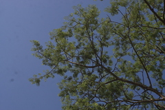 Albizia (Albizia odoratissima)