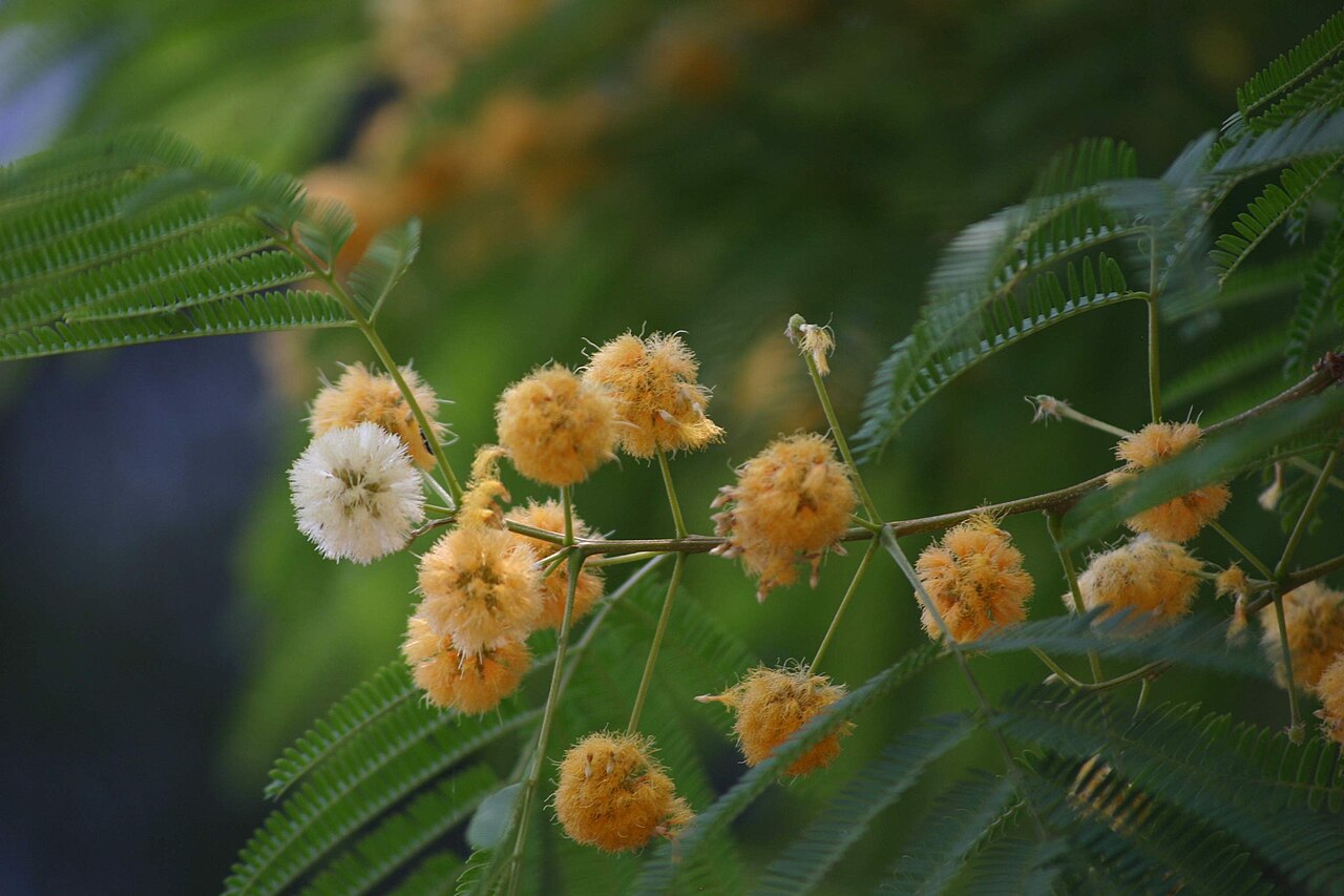 Albizia: Albizia odoratissima, cultivated tree in Johannesburg suburban garden