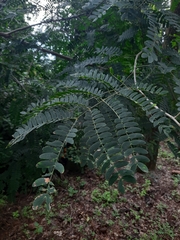 Albizia (Albizia odoratissima)