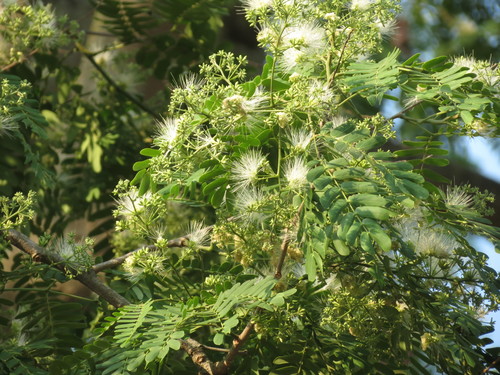 Albizia (Albizia odoratissima)