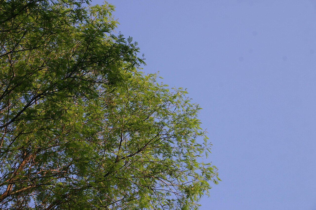 Albizia: Albizia odoratissima, cultivated tree in Johannesburg suburban garden