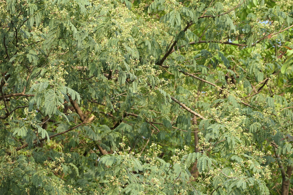 Albizia (Albizia odoratissima)