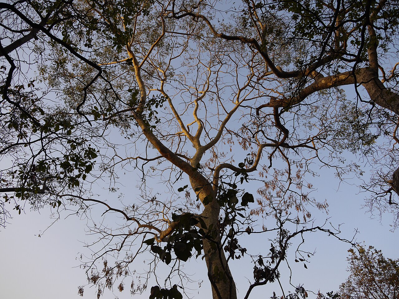 Tall albizia: ¿ Albizia procera ?