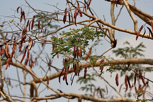 Tall albizia: Doon Siris Albizia procera at Jayanti in Buxa Tiger Reserve in Jalpaiguri district of West Bengal , India .