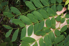 Tall albizia (Albizia procera)