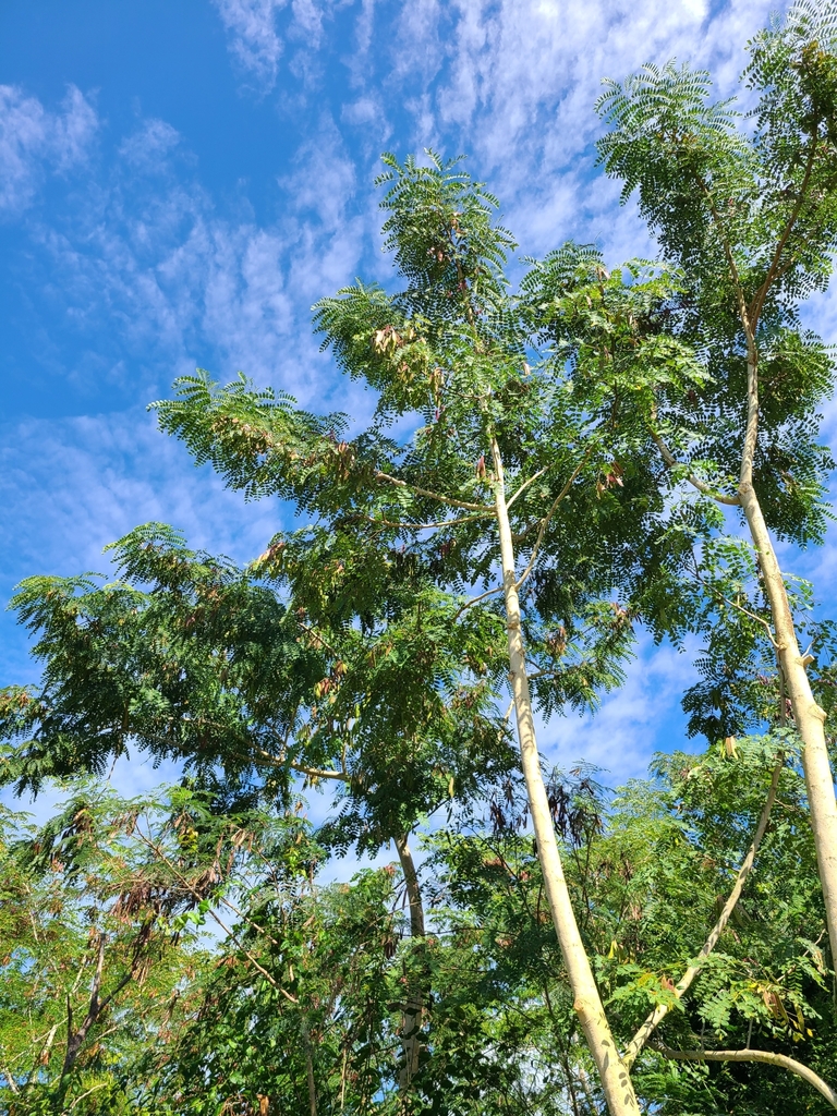 Tall albizia (Albizia procera)