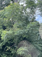 Tall albizia (Albizia procera)