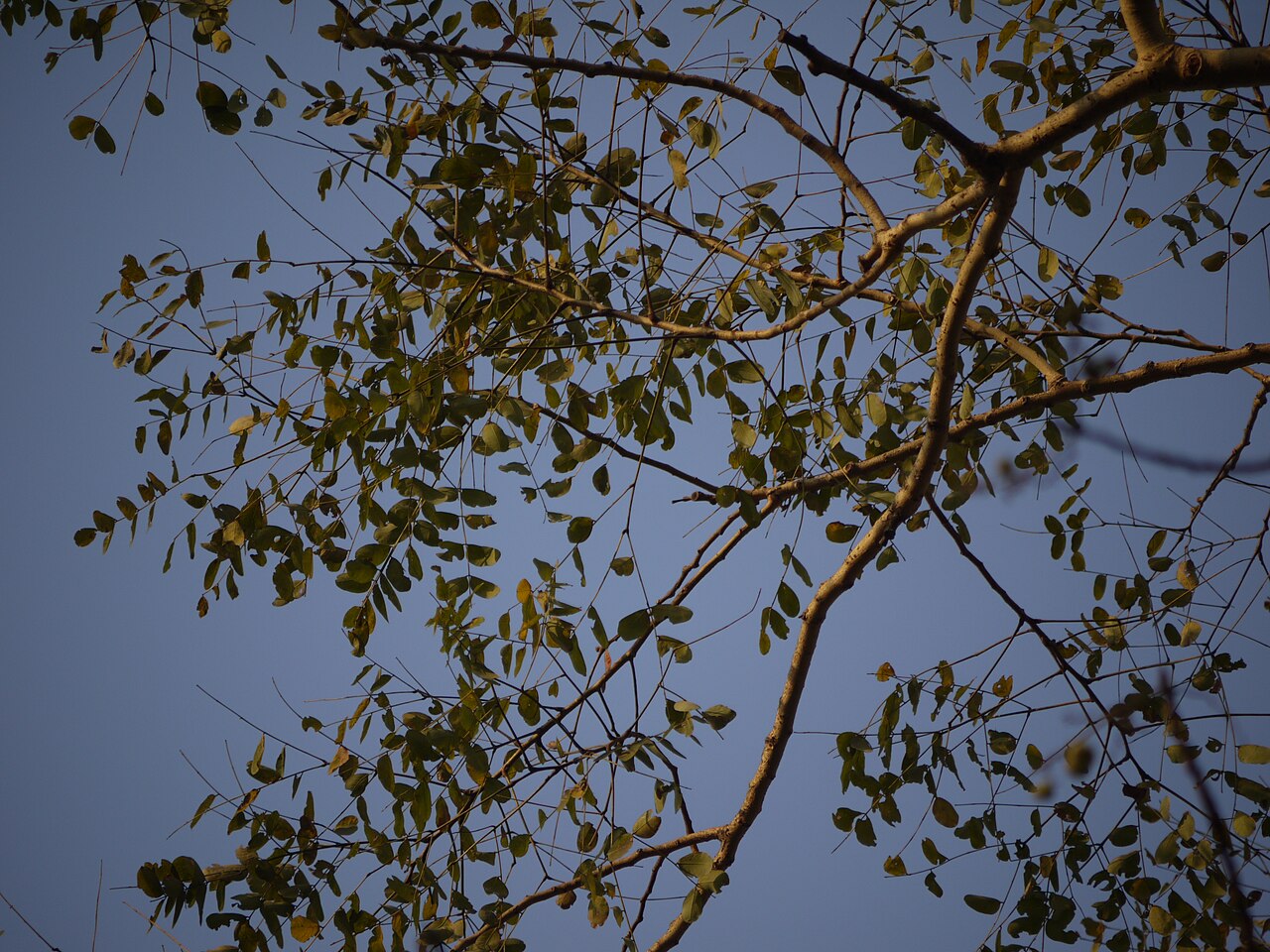 Tall albizia: ¿ Albizia procera ?
