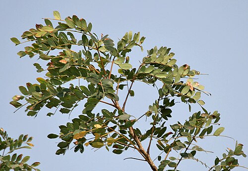 Tall albizia: Doon Siris Albizia procera at Jayanti in Buxa Tiger Reserve in Jalpaiguri district of West Bengal , India .