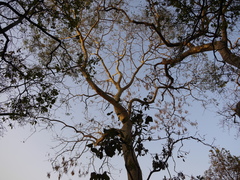 Tall albizia (Albizia procera)