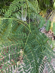 Tall albizia (Albizia procera)
