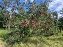 Tall albizia (Albizia procera)