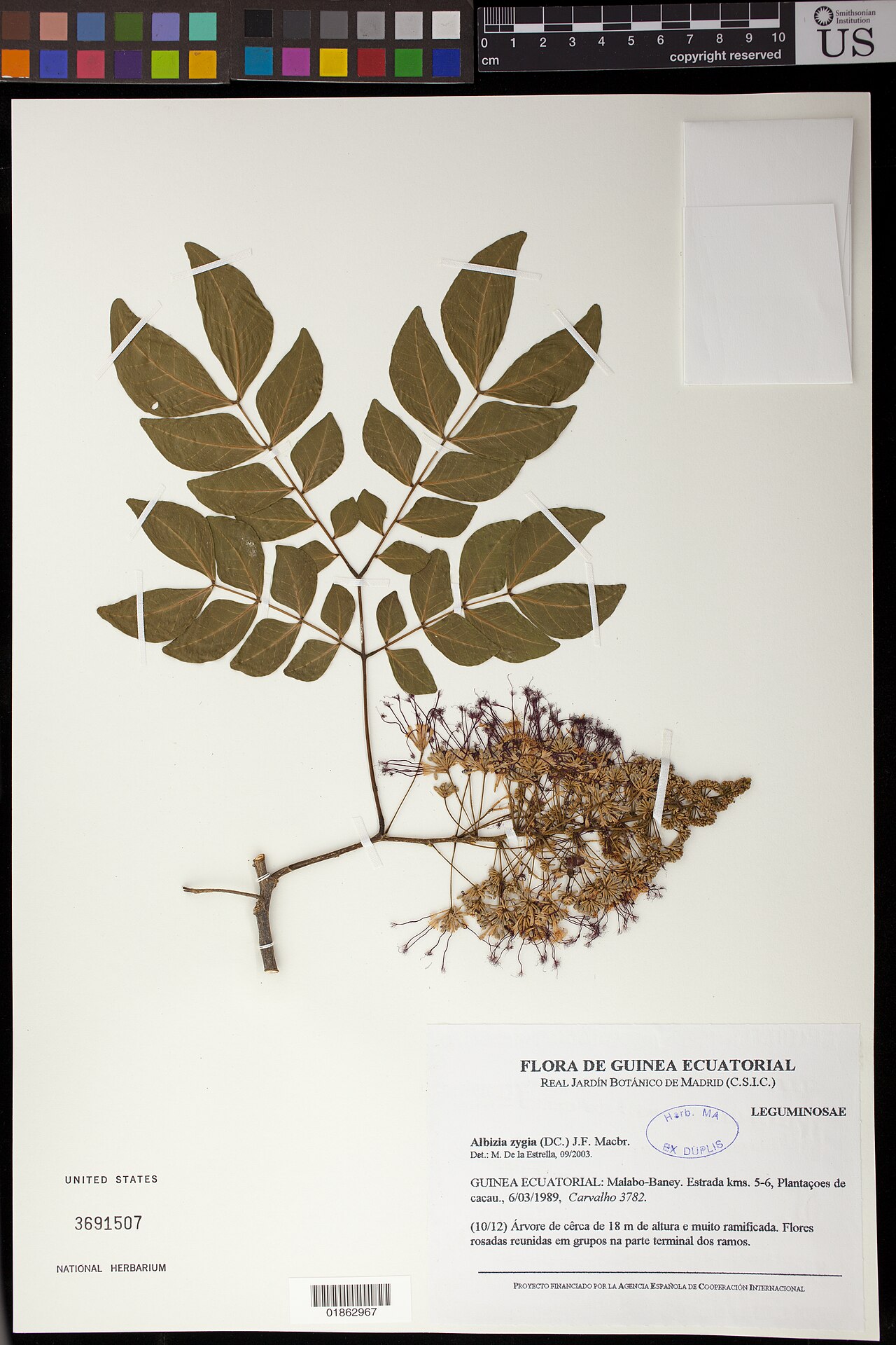 Albizia: * Albizia zygia (DC.) J.F. Macbr. Object Details Biogeographical Region 23 - West-Central Tropical Africa Collector Carvalho, -- Record Last Modified 2 Feb 2017
