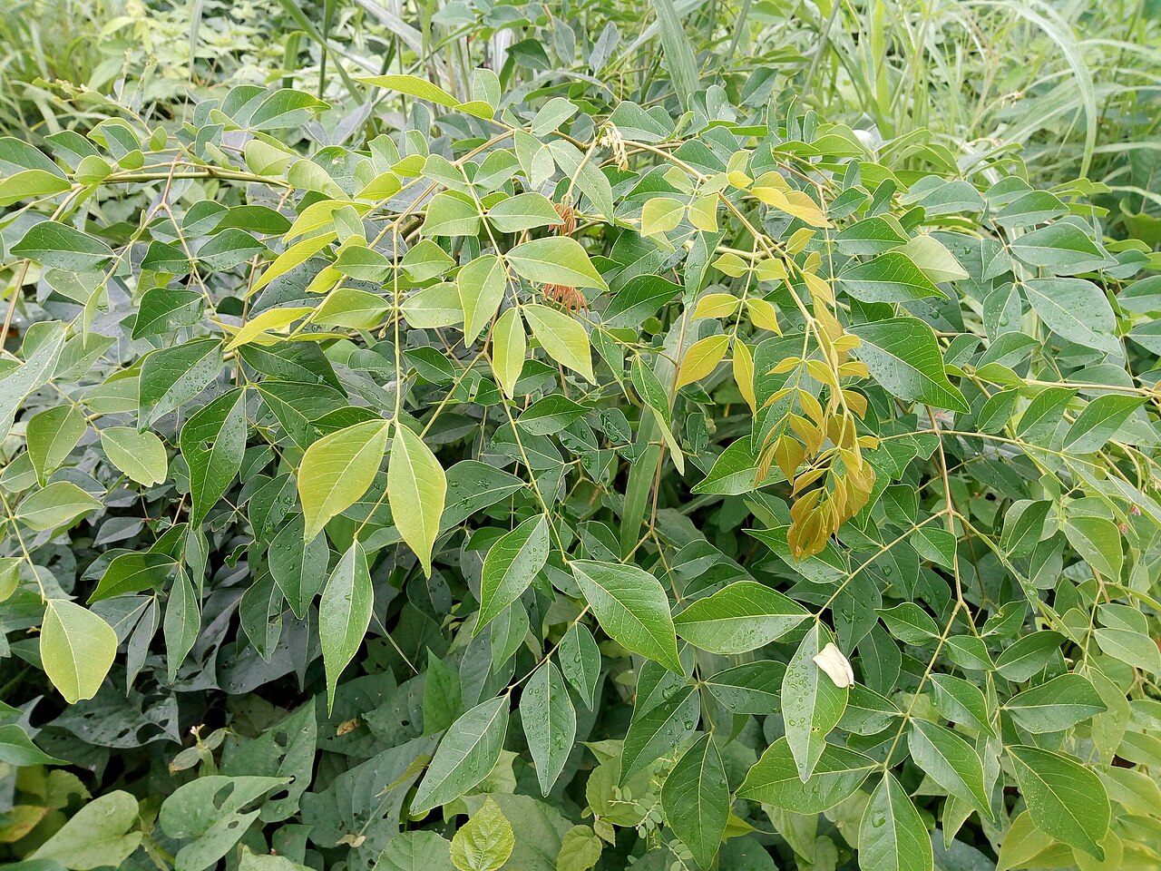 Albizia: Albizia zygia in Benin