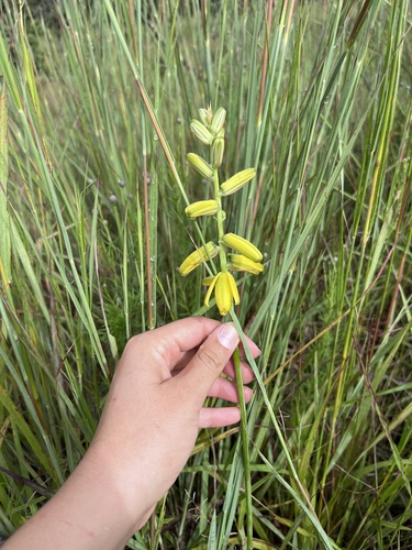 Albuca abyssinica (Albuca abyssinica)