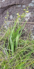Albuca abyssinica (Albuca abyssinica)