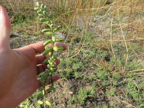 Albuca abyssinica (Albuca abyssinica)