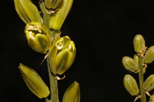Albuca abyssinica (Albuca abyssinica)