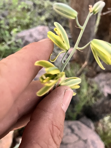 Albuca abyssinica (Albuca abyssinica)