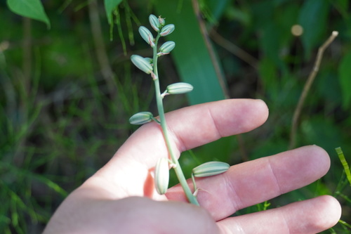 Albuca abyssinica (Albuca abyssinica)