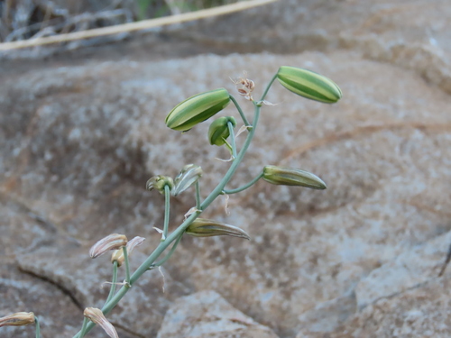 Albuca abyssinica (Albuca abyssinica)