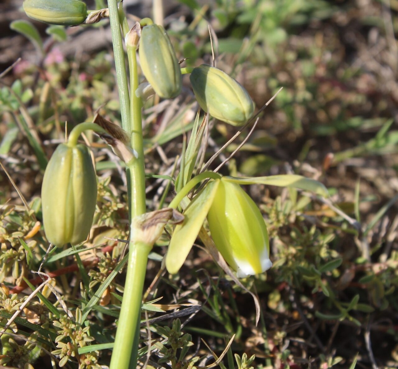 Albuca acuminata: Albuca acuminata - Worcester