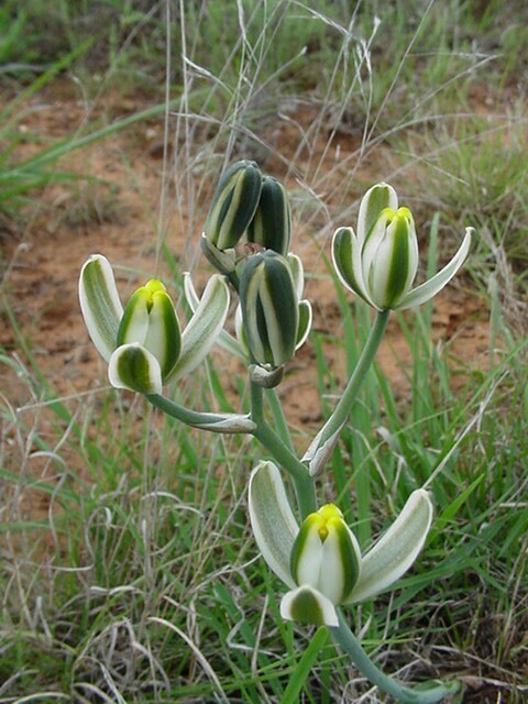 Albuca anisocrispa (Albuca anisocrispa)