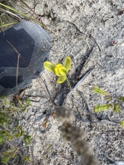 Albuca aurea (Albuca aurea)