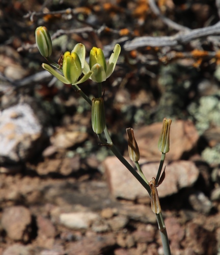 Albuca aurea (Albuca aurea)