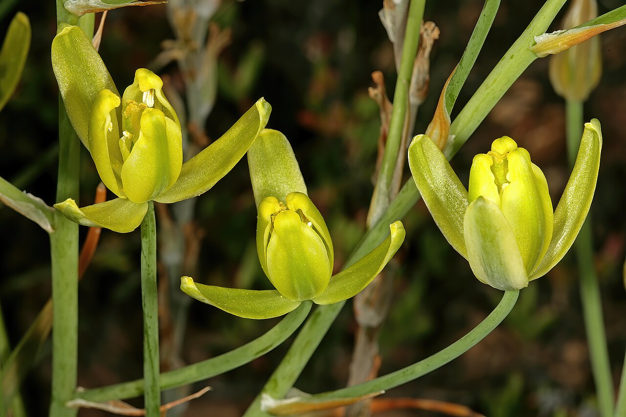 Albuca aurea: Albuca aurea , flowers; Succulent Karoo, De Rust Koppie, De Rust, Little Karoo, Western Cape, South Africa
