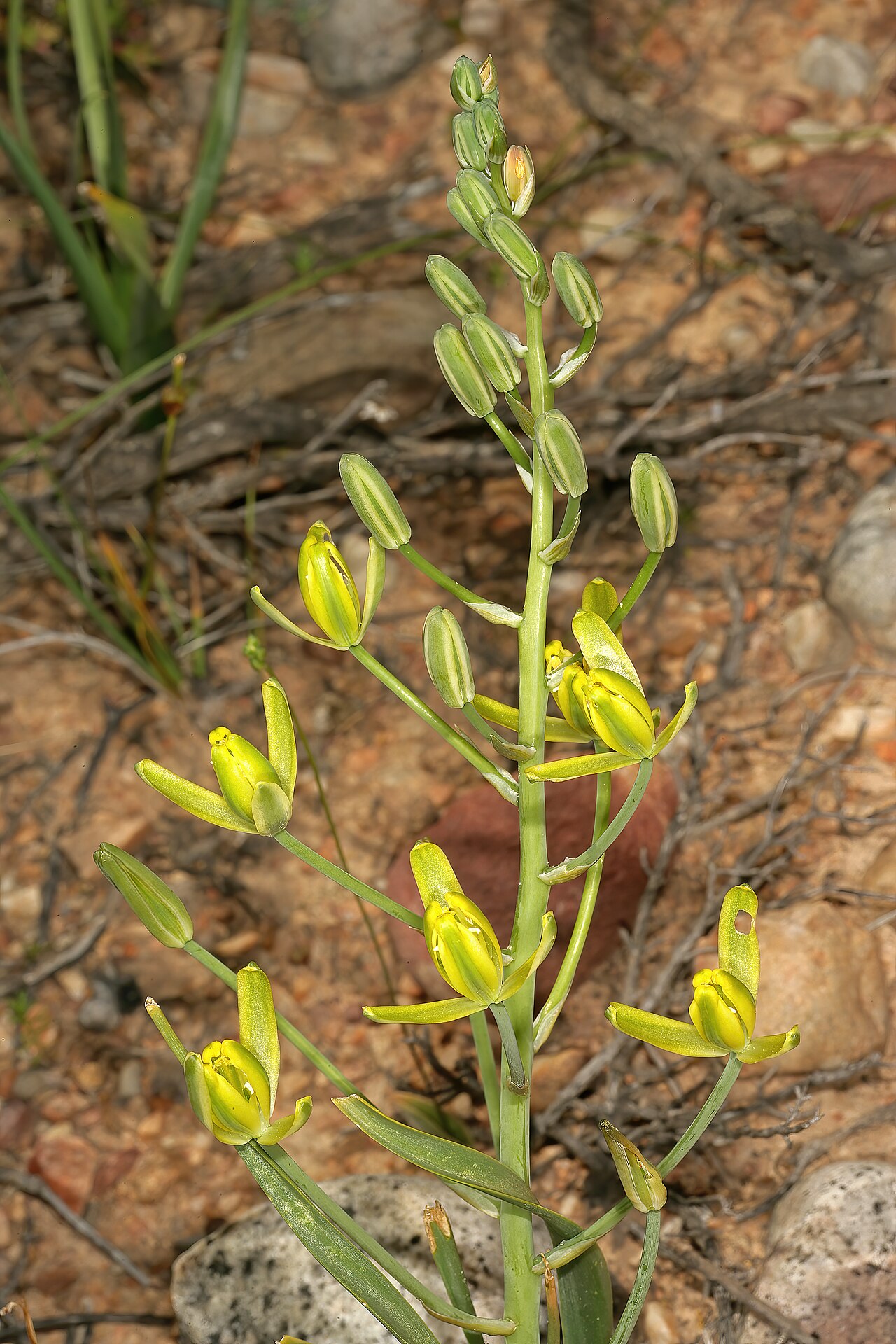 Albuca aurea: Albuca aurea , flowers; Succulent Karoo, De Rust Koppie, De Rust, Little Karoo, Western Cape, South Africa